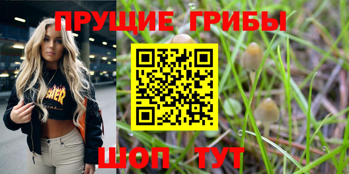 Ахтубинск  как найти   Вход с VPN  Псилоцибиновые грибы Cubensis 