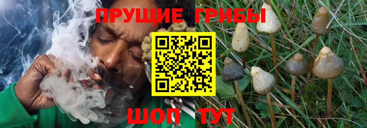 Псилоцибиновые грибы GOLDEN TEACHER Ахтубинск